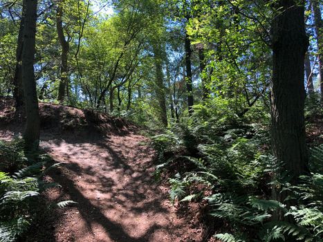 Trail through the forest around Beerze, Overijssel The Netherlands