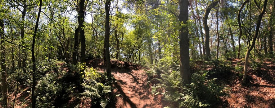 Trail through the forest around Beerze, Overijssel The Netherlands