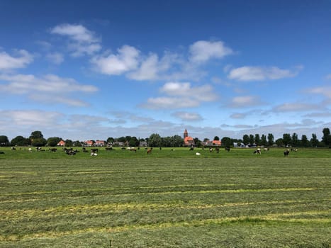 Cows in meadow around the village Easterwierrum in Friesland The Netherlands