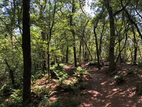 Trail through the forest around Beerze, Overijssel The Netherlands