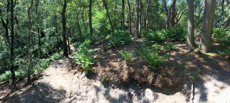 Trail through the forest around Beerze, Overijssel The Netherlands