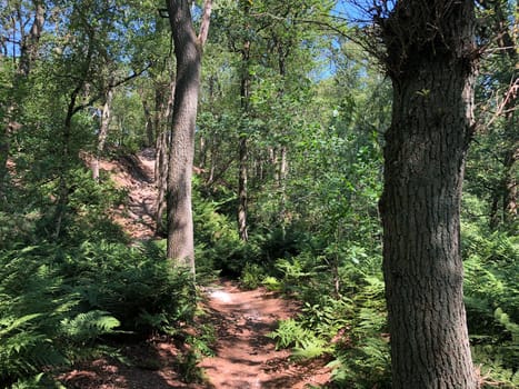 Trail through the forest around Beerze, Overijssel The Netherlands