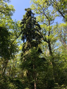 Forest around Beerze, Overijssel The Netherlands