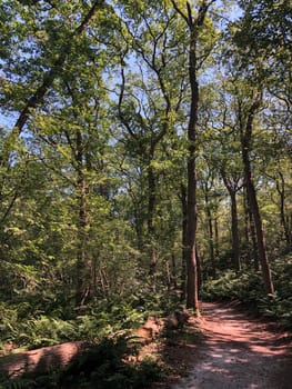 Trail through the forest around Beerze, Overijssel The Netherlands