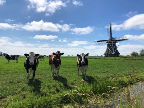 Cows in meadow with a windmill in Friesland The Netherlands
