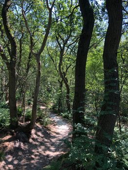 Trail through the forest around Beerze, Overijssel The Netherlands