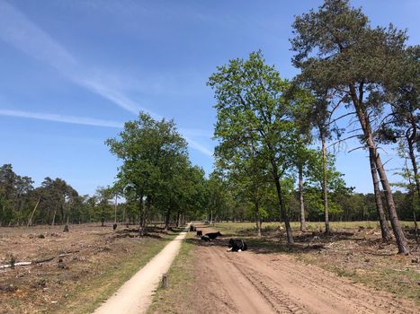 Cows resting on a sand road in the forest around Langelo, The Netherlands