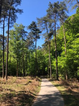 Path through National Park De Hoge Veluwe in Gelderland, The Netherlands