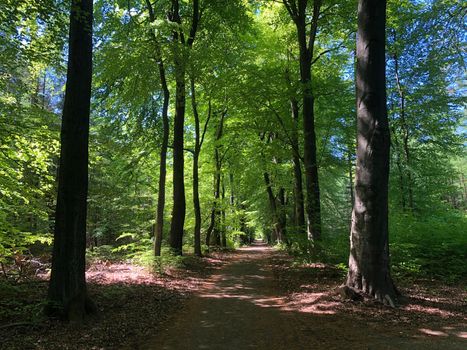 Path in the forest around the National Park De Hoge Veluwe in Gelderland, The Netherlands