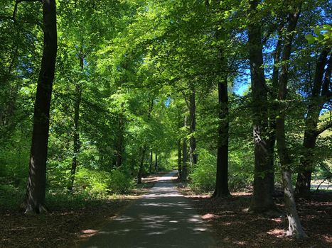 Path in the forest around the National Park De Hoge Veluwe in Gelderland, The Netherlands