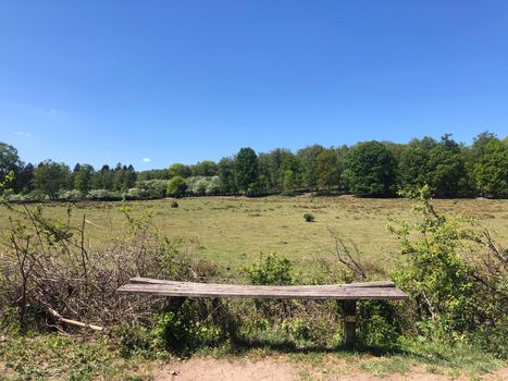 Bench at National Park De Hoge Veluwe in Gelderland, The Netherlands