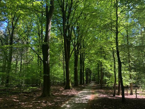 Path in the forest around the National Park De Hoge Veluwe in Gelderland, The Netherlands