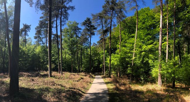 Panorama from a path through National Park De Hoge Veluwe  in Gelderland, The Netherlands