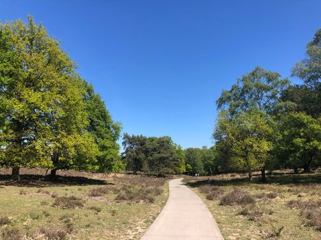 Path through National Park De Hoge Veluwe in Gelderland, The Netherlands