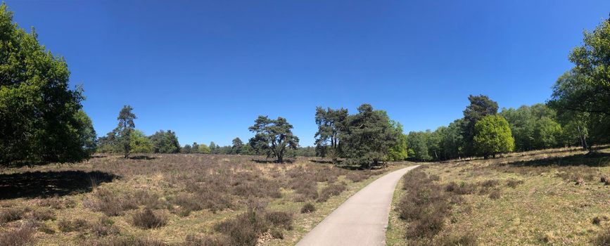 Panorama from a path through National Park De Hoge Veluwe in Gelderland, The Netherlands
