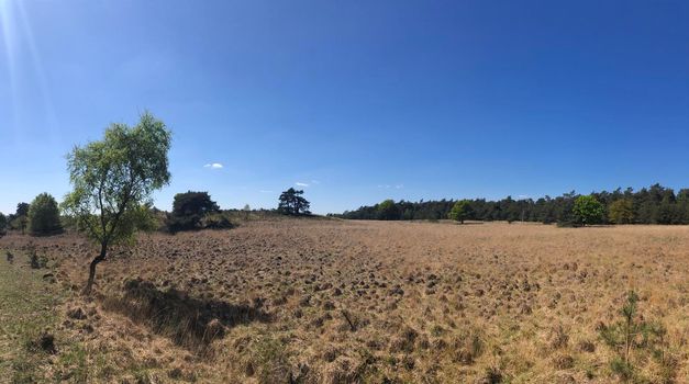 National Park De Hoge Veluwe  in Gelderland, The Netherlands