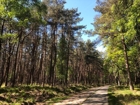 Path through National Park De Hoge Veluwe  in Gelderland, The Netherlands