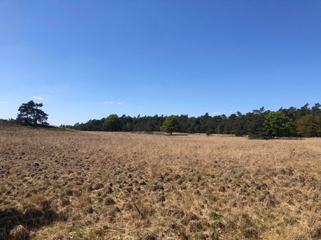 National Park De Hoge Veluwe  in Gelderland, The Netherlands