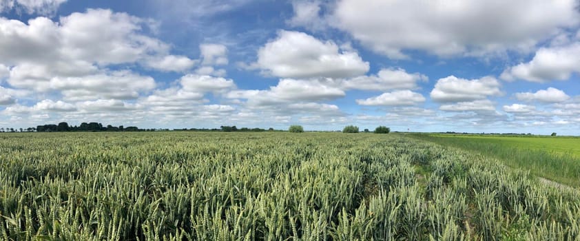 Grain field panorama around Wirdum in Friesland The Netherlands