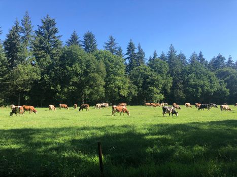 Cows in the meadow around Junne in Overijssel, The Netherlands