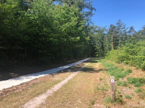 Path through the forest around Hardenberg in Overijssel, The Netherlands