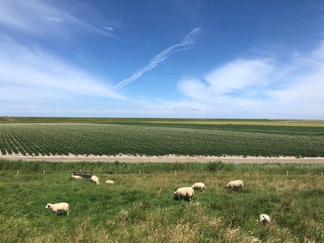Sheeps in Friesland, The Netherlands