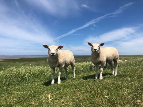 Sheeps on a dike in Friesland, The Netherlands