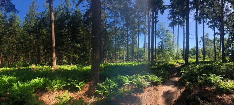 Panorama from a MTB path around Stegeren in Overijssel, The Netherlands