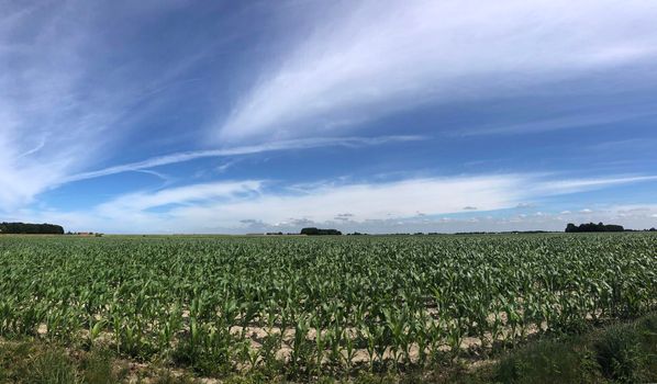 Farmland around Sint Jacobiparochie in Friesland The Netherlands