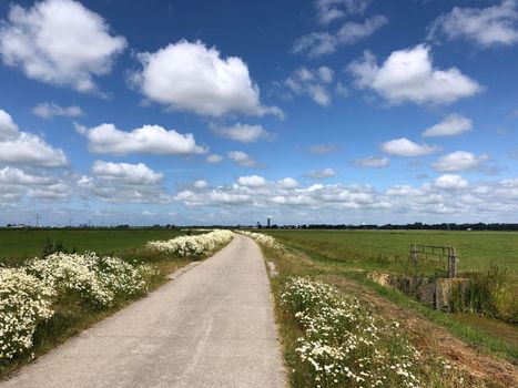 Road through farmland around Wirdum, Friesland The Netherlands