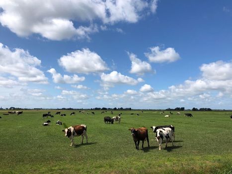 Cows in the meadow around Warten in Friesland, The Netherlands