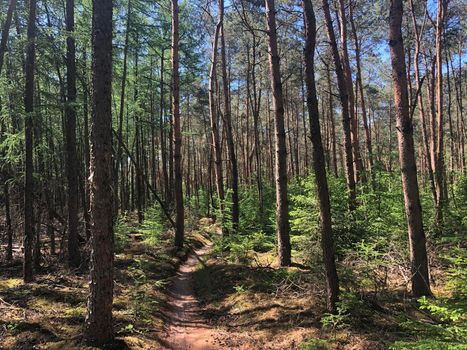 MTB paths around Hardenberg in Overijssel, The Netherlands