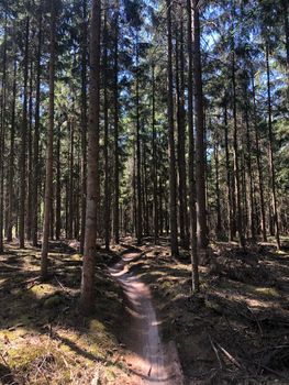 MTB path around Hardenberg in Overijssel, The Netherlands