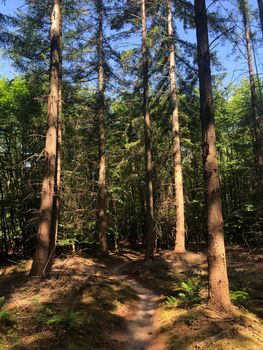 MTB path around Hardenberg in Overijssel, The Netherlands