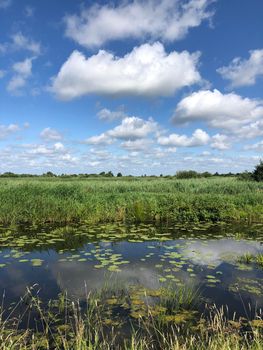 Canal with seeblatt in Friesland The Netherlands