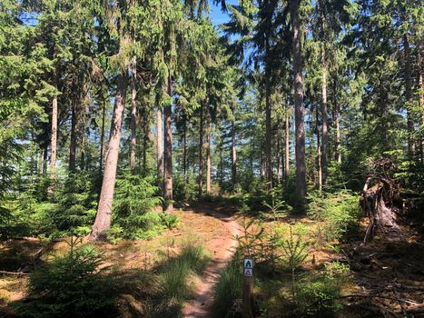 MTB path around Hardenberg in Overijssel, The Netherlands