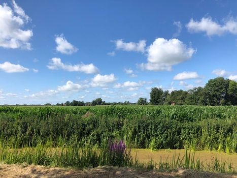Farmland in Friesland The Netherlands