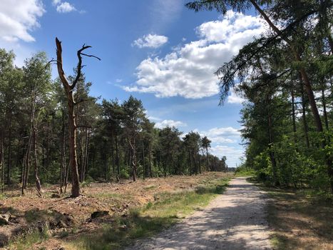 MTB route and forest around Beerze in Overijssel The Netherlands