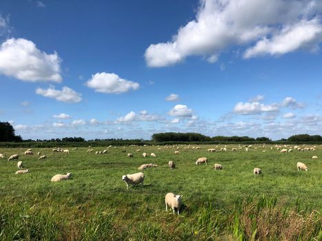 Sheeps around Nes in Friesland, The Netherlands