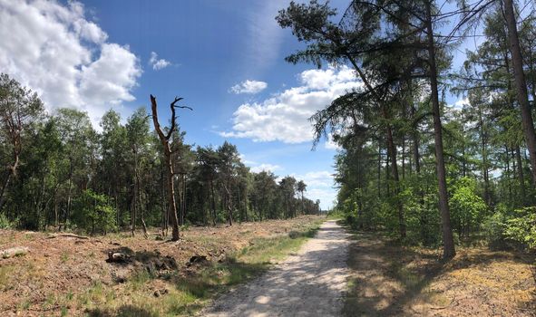 MTB route and forest around Beerze in Overijssel The Netherlands