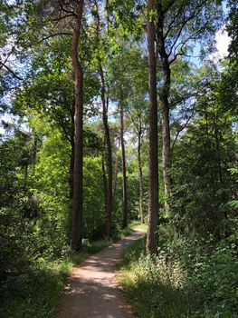 Forest around Beerze in Overijssel The Netherlands