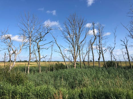 Trees around Offingawier in Friesland The Netherlands