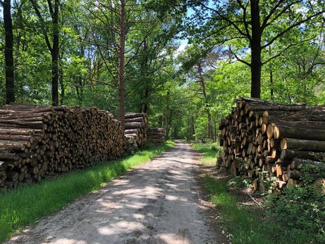 MTB route and forest around Ommen in Overijssel The Netherlands