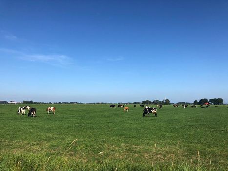 Cows in the meadow around Jannum in Friesland, The Netherlands