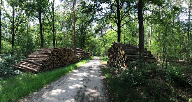 MTB route and forest around Ommen in Overijssel The Netherlands