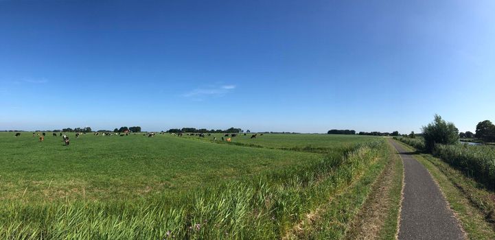 Cows in the meadow panorama around Jannum in Friesland, The Netherlands