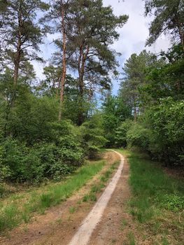 MTB route through the sand around Ommen in Overijssel The Netherlands