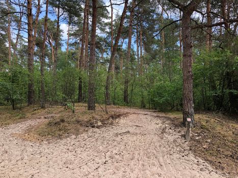 MTB route sign and forest around Ommen in Overijssel The Netherlands