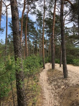 MTB route through the sand around Ommen in Overijssel The Netherlands