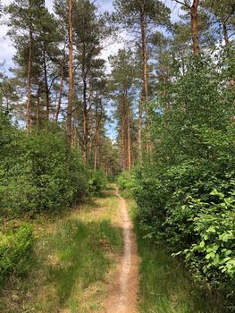 MTB route and forest around Ommen in Overijssel The Netherlands